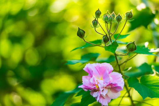 芙蓉花特写