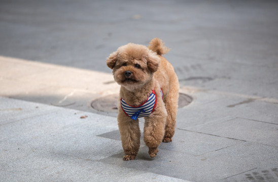 泰迪犬