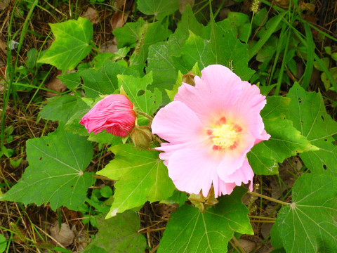 芙蓉葵摄影