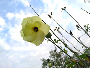 黄蜀葵花