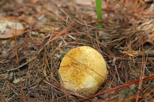 气泡菌马屎泡