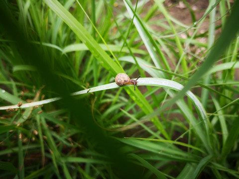 草丛里的蜗牛