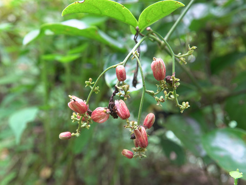 藜芦