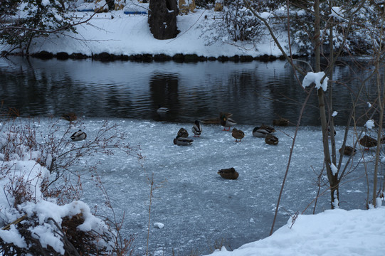 冬天河边的鸭子