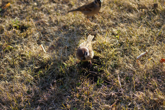 草地上的麻雀