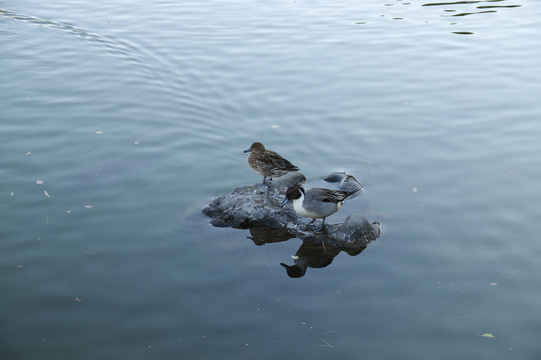 湖面上的鸭子