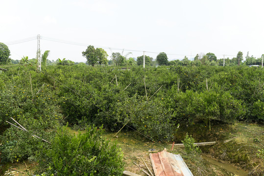 新会柑种植基地