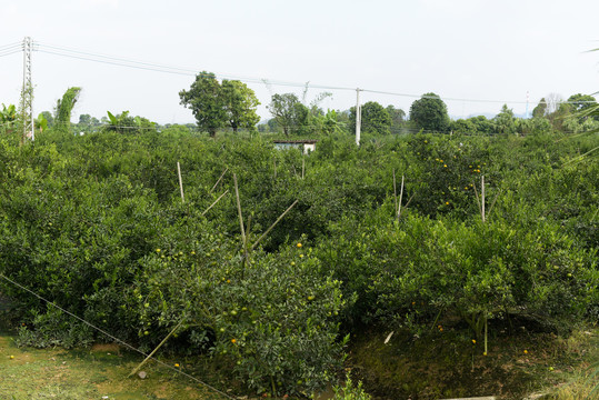 新会柑种植基地