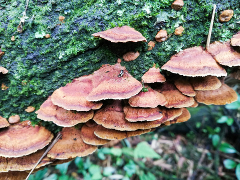 野山菌野生菌野蘑菇