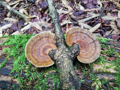 野山菌野生菌野蘑菇