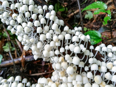 野山菌野蘑菇菌子蘑菇