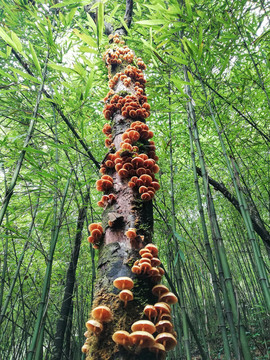 蘑菇野山菌野生菌