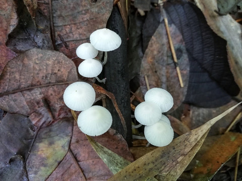 蘑菇野山菌野生菌