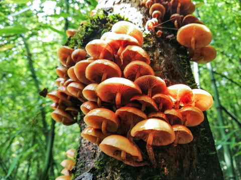 野山菌野生菌野蘑菇