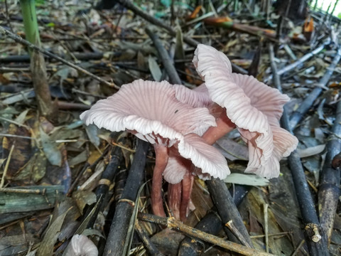 野山菌野生菌野蘑菇