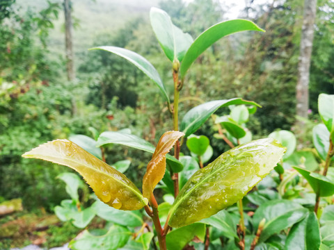 茶花山茶花红茶花