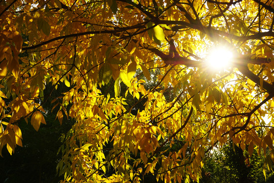 秋天透过黄叶的阳光