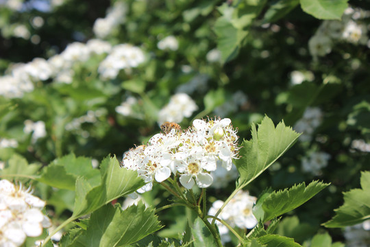 蜜蜂和山楂花