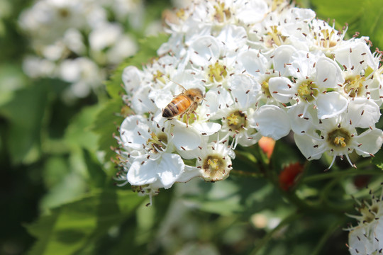 蜜蜂和山楂花