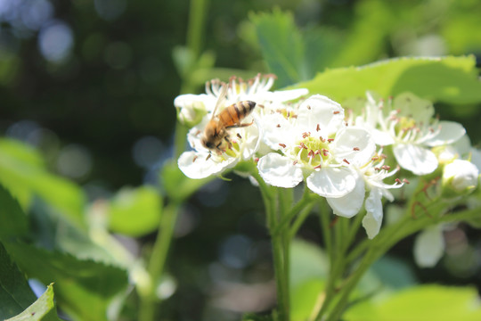 蜜蜂与山楂花