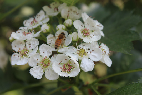 蜜蜂与山楂花