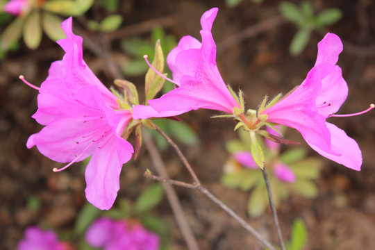 杜鹃花开