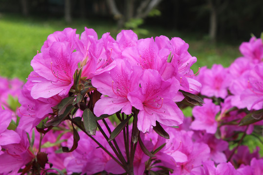 杜鹃花开