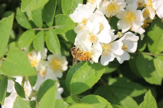 野蔷薇与蜜蜂