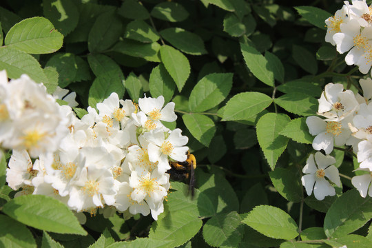 野蔷薇与蜜蜂