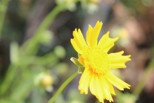 金鸡菊