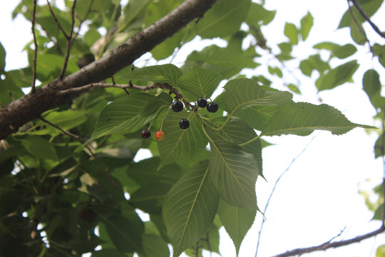 东京樱花果实