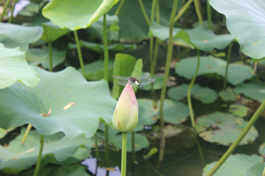 荷花蓓蕾与蜻蜓