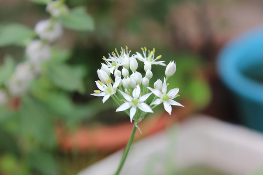 韭菜花