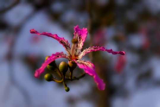 丝木棉花