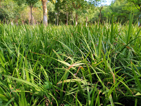 初秋的草地