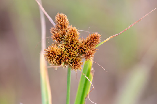 沙草