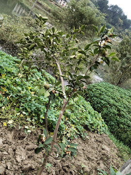 茶树与茶果