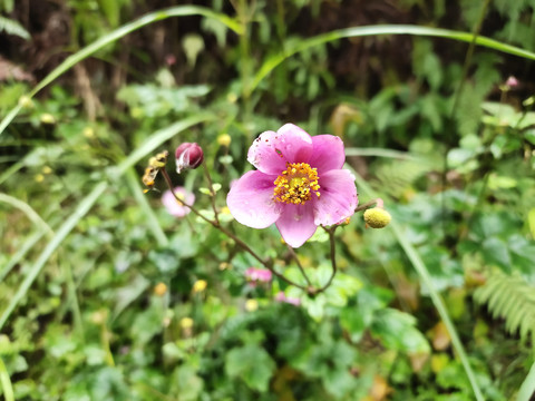 野棉花