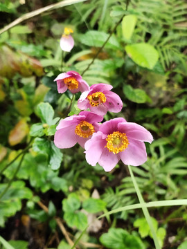 野棉花次弟开