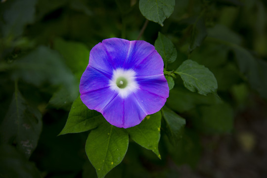 牵牛花