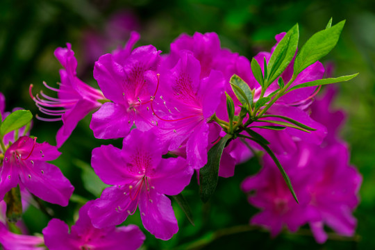 玫红杜鹃花