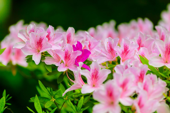 粉色杜鹃花