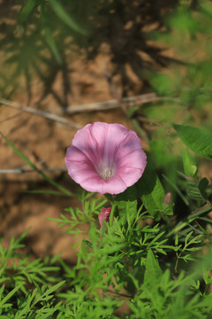 牵牛花