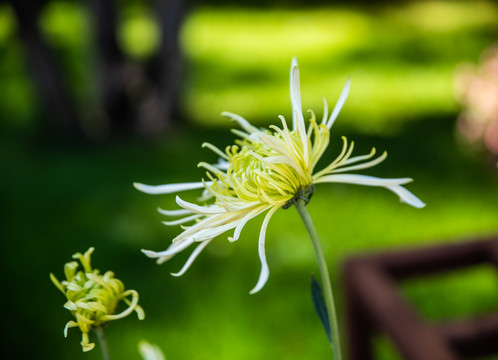 白色菊花