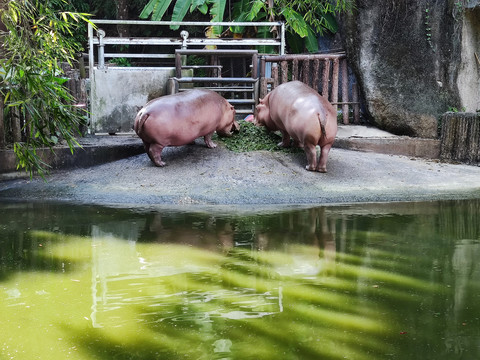 河马进食