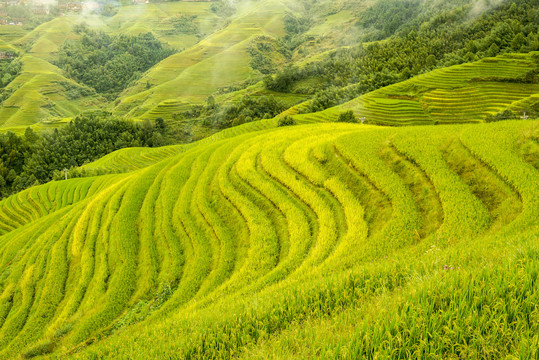 龙脊梯田