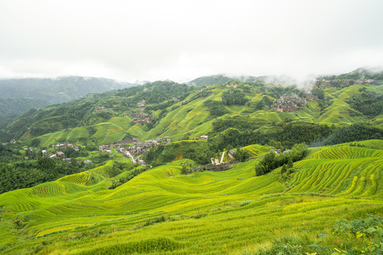 龙脊梯田