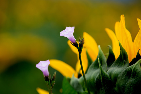 花瓣