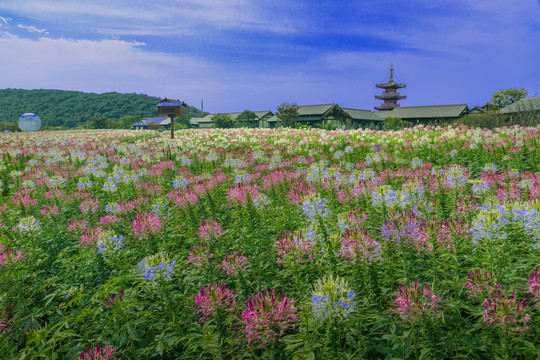 拈花湾