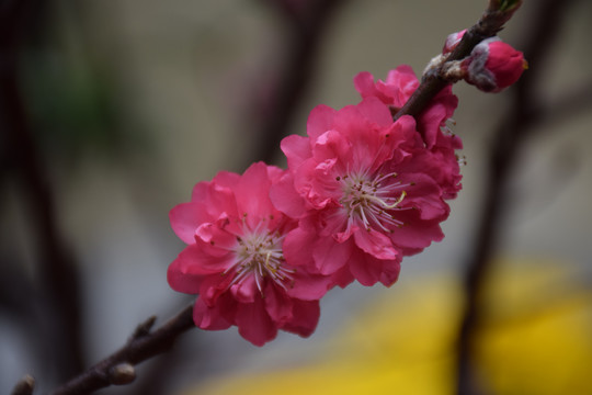 桃花